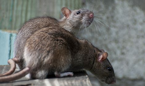 Muizen en ratten